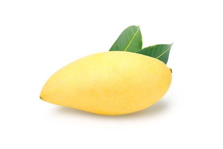Fresh and beautiful mango fruit on white backgroundの写真素材