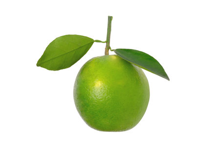 sweet green Oranges and orange wedge on white backgroundの写真素材