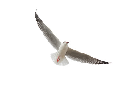 Seagull flying in the sky symbol of freedom isolatedの写真素材