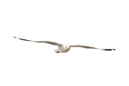 Seagull flying in the sky symbol of freedom isolatedの写真素材