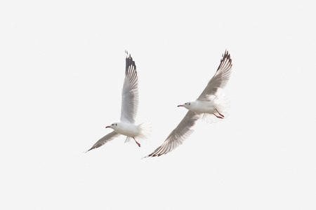 Twin Seagull Flying Isolated on White Background Sky Symbol of Freedom Conceptの写真素材