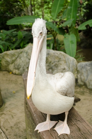 poultryの写真素材