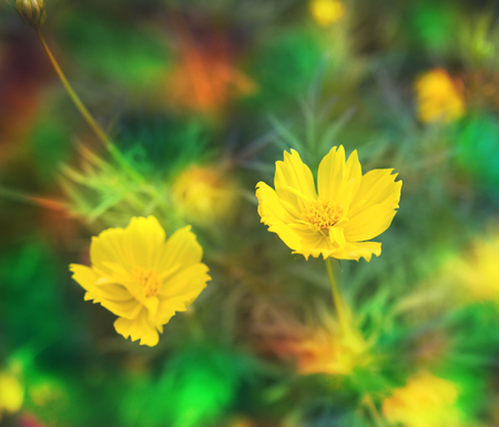 flower sunsetの写真素材