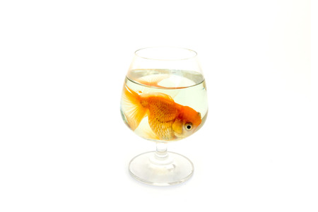 fish in drinking glass