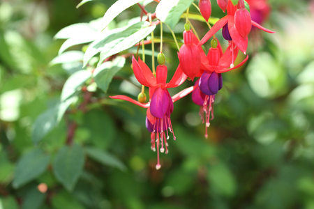 Close up of red purple fuchsia flower in botanical garden