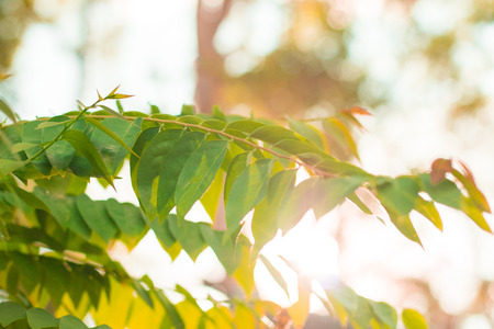 Green leaves and sunの写真素材