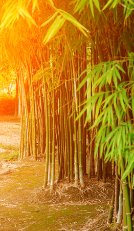 Bamboo Forestの写真素材