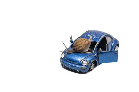 snail on carの写真素材
