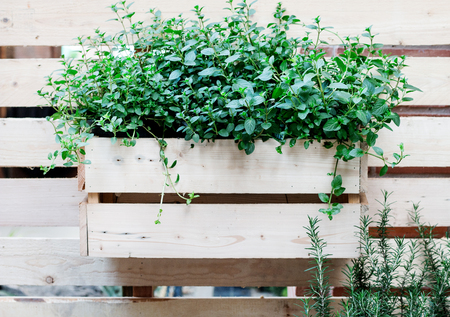 palnt in trayの写真素材