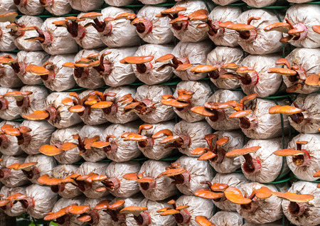 Organic mushroom farmの写真素材