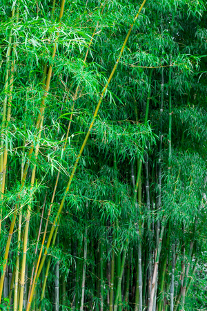 Bamboo forestの写真素材