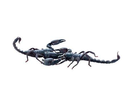 scorpion isolated on white background