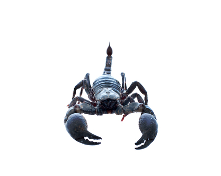 scorpion isolated on white backgroundの写真素材