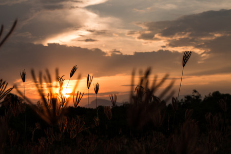 Grass in the sunshineの写真素材