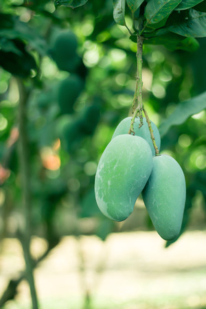 mangoes on treeの写真素材