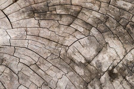 wood background texture.の写真素材