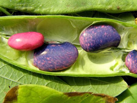 fresh bean