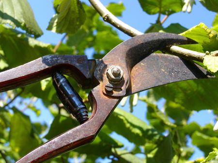 garden shears