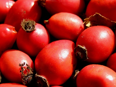 rose hips