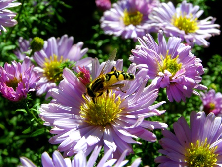 chrysanthemum flowers and wasp