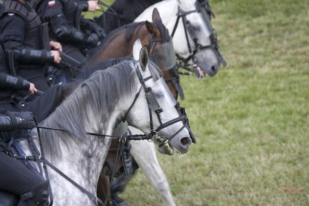 Close-up of police riding on the horsesの写真素材