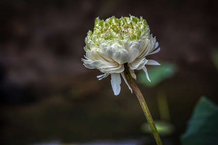 White lotusのeditorial素材