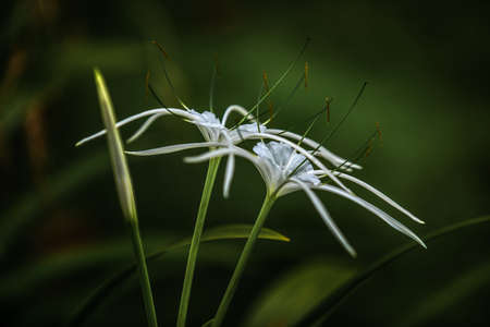 Spider flowersのeditorial素材