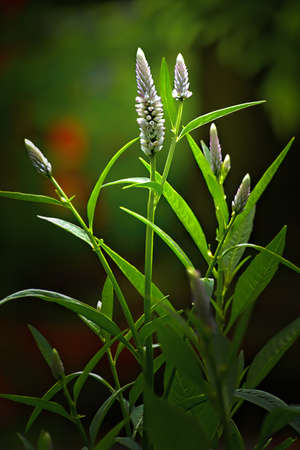 Wild white flowersのeditorial素材