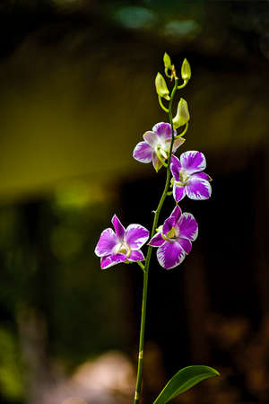 Purple orchidのeditorial素材