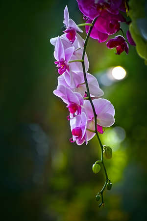 Pink orchidのeditorial素材