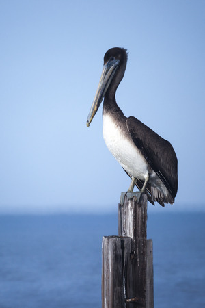 Brown Pelicanの写真素材