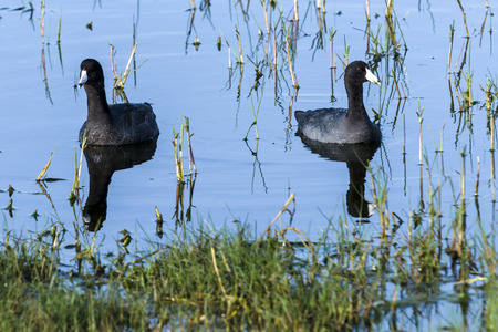 American Cootsの写真素材