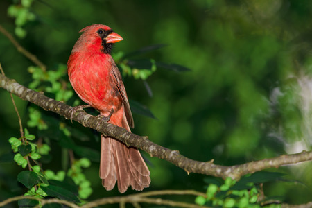 Cardinal