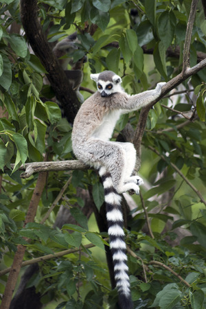 RingTailed Lemurの写真素材