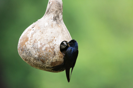 Nature Photographyの写真素材