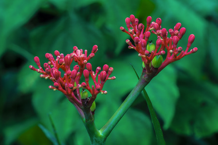 Nature Photographyの写真素材