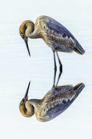 Reddish Egret admiring his reflectionの写真素材