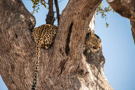 Lopard on a treeの写真素材