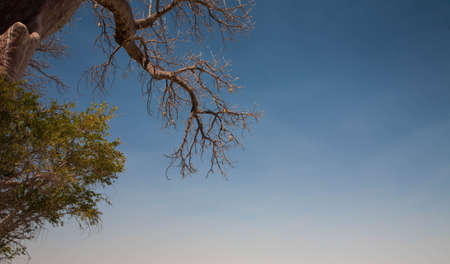 Baobabの写真素材