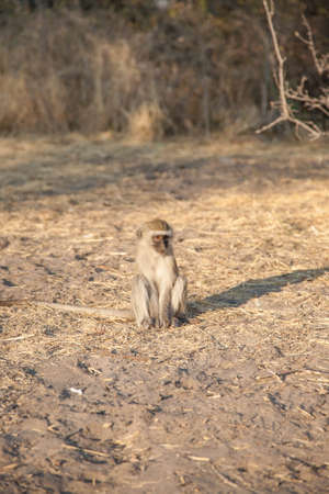 Little baboon