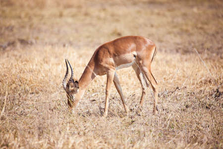 Little gazelleの写真素材