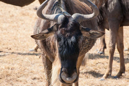 Wild beastの写真素材