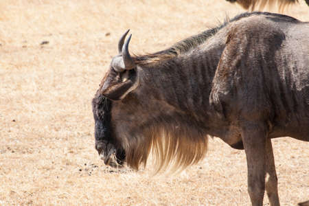 Wild beastの写真素材