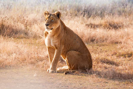 Lionessの写真素材