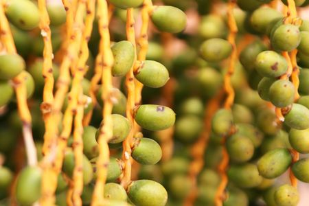 Caryota mitis Infructescence - Palm -の写真素材