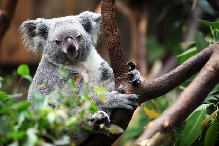 Koala bear is looking directly and frontal into the cam.の写真素材
