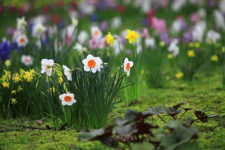 Flower Field in Germanyの写真素材