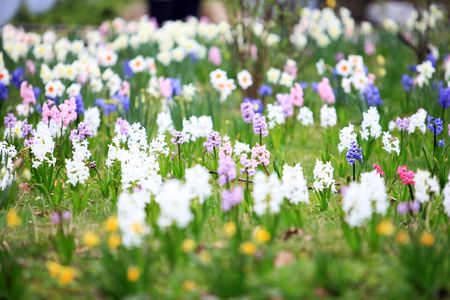 German Dutch Flower Field in the middle of a nice street from the netherland to the border from germanyの写真素材