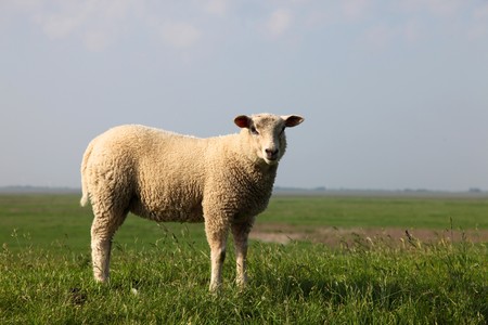 Sheep on dikeの写真素材