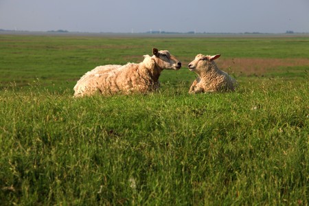 sheep couple. Mother sheep and lamb are lying on a big green fresh grass meadow and looking to each...